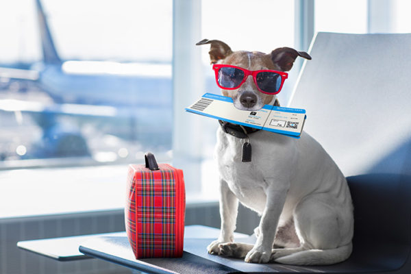 Get Your Pet Comfortable with Travel