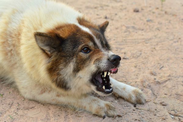 Types Of Canine Aggression