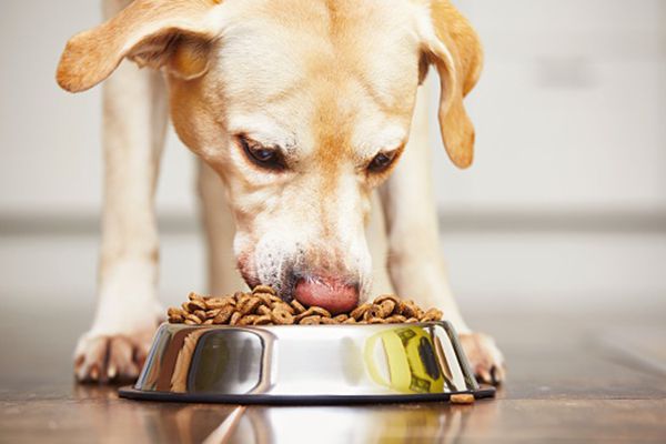 Best Food for Your Dog