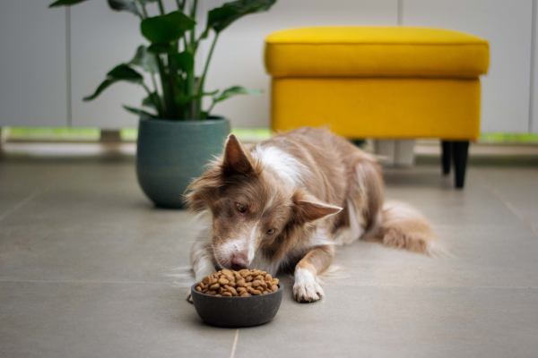 Your Dog's Nutritional Needs