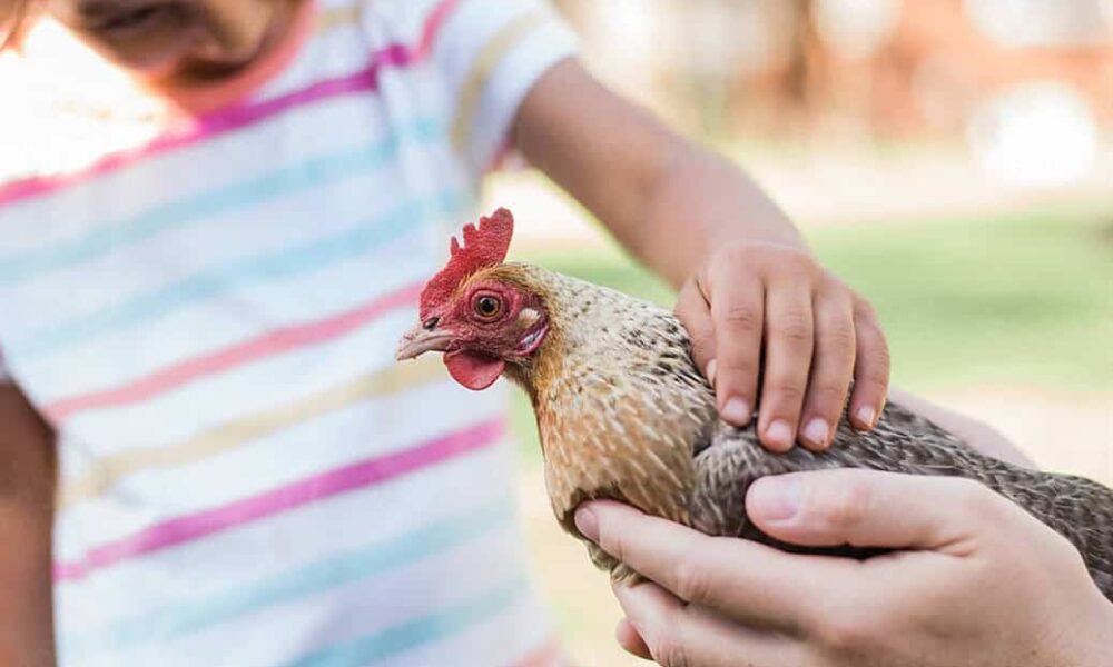 Raising Healthy Chickens at Home