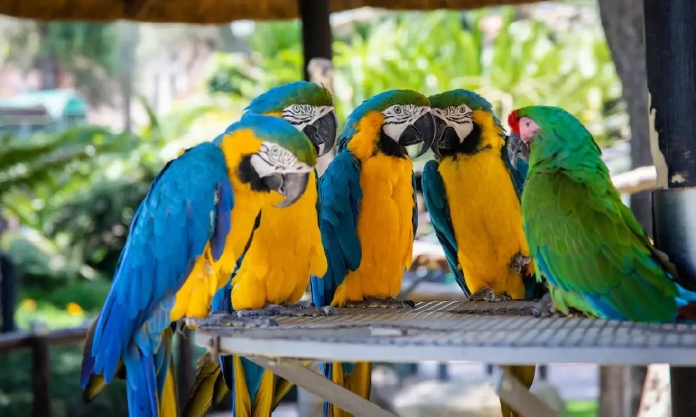Keeping your bird friends happy – Online bird stores for toys and enrichment