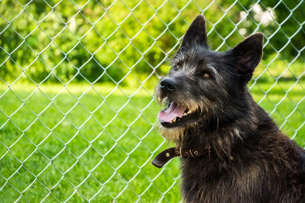 Modern Pet Fence: The Perks of Installing Wireless Dog Containment