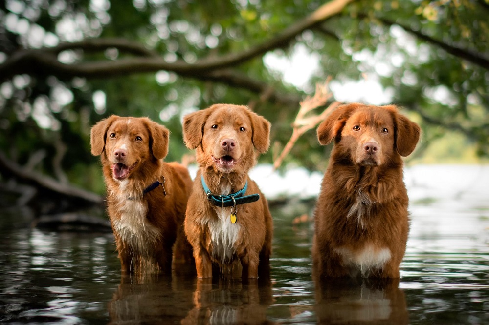 A Comprehensive Guide On The Ideal Dog Breeds For Equestrians