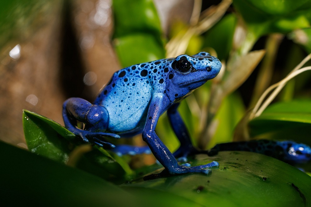 A Comprehensive Guide on Bioactive Enclosures For Dart Frogs