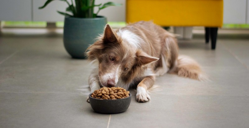 dog food