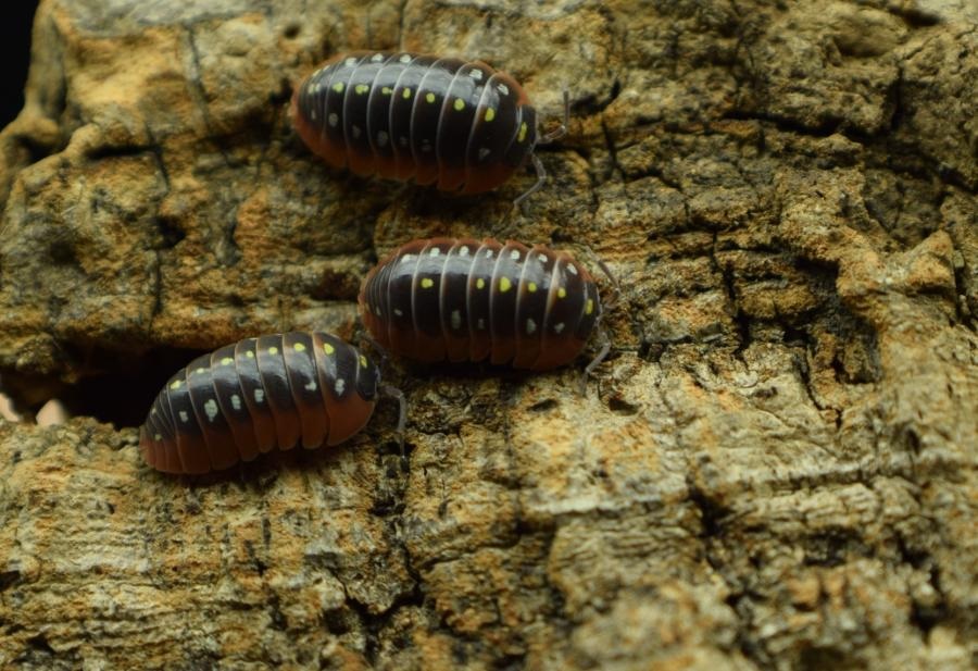 The Benefits of Bioactive Cleanup Crews: Powder Orange Isopods for Sale