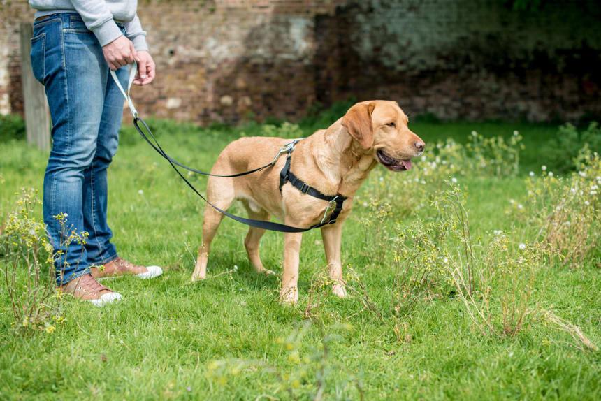 The Benefits Of Harness Training: Teach Your Dog To Walk Politely And Enjoyably With Harness