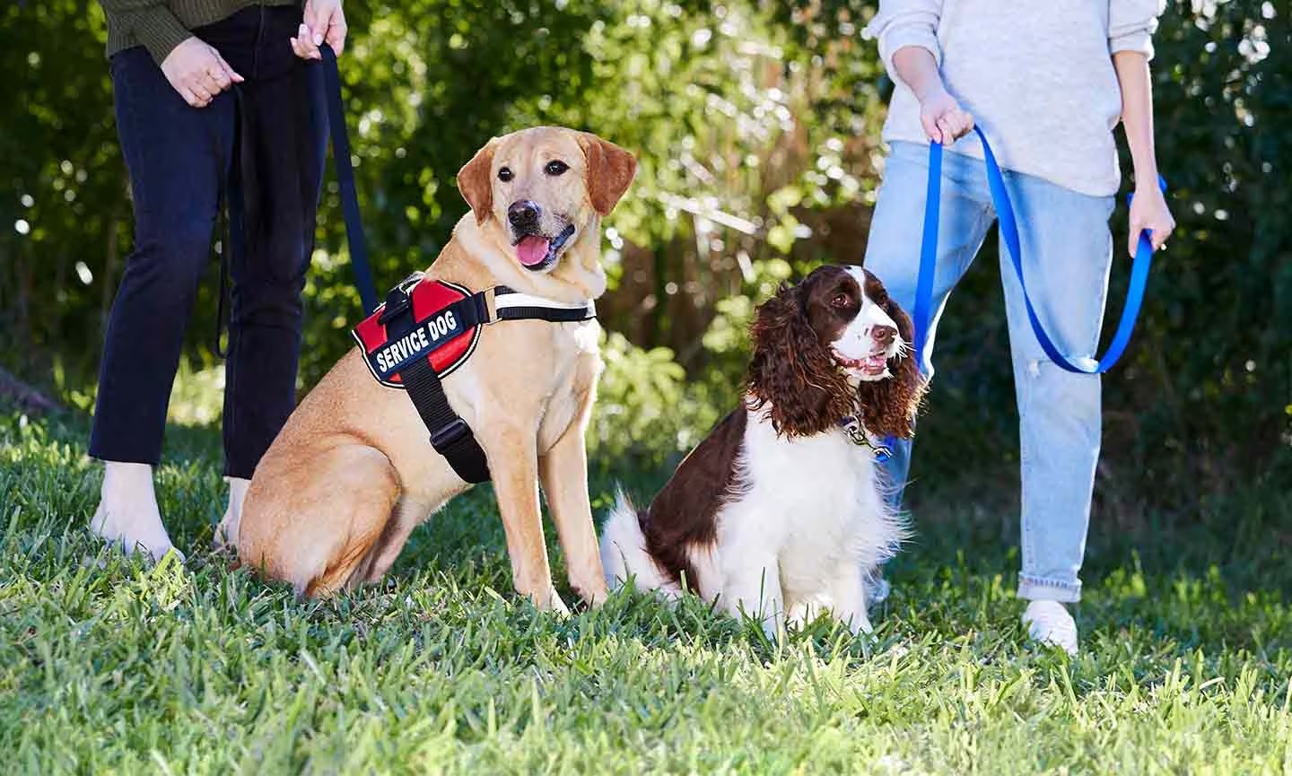 Differences Between Therapy Dogs, Emotional Support Dogs, Service Dogs, and Working Dogs