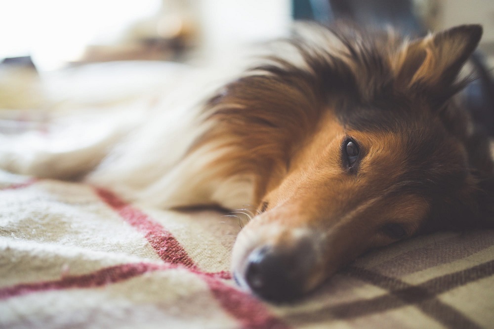 Doggy Downturns: Understanding Health Issues in Man’s Best Friend