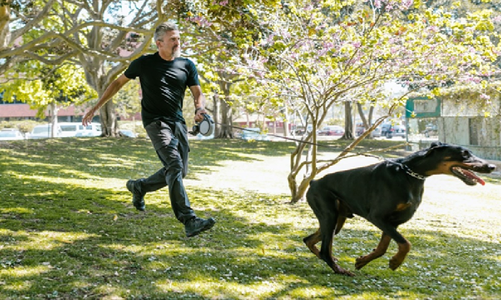 Pet Fitness: Trendy Workouts to Keep Your Pet in Shape