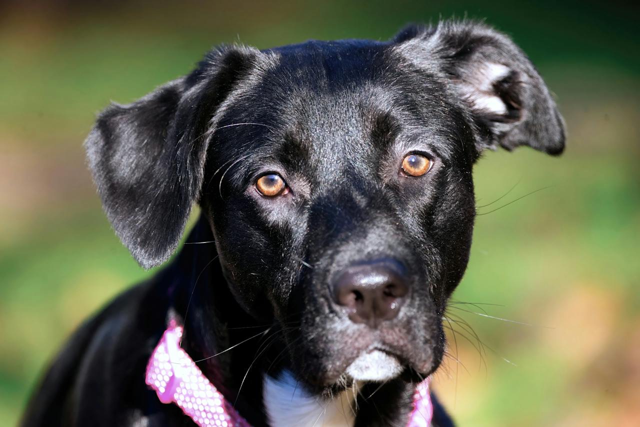 Furry First Aid: A Crucial Investment for Your Canine and Feline Companions