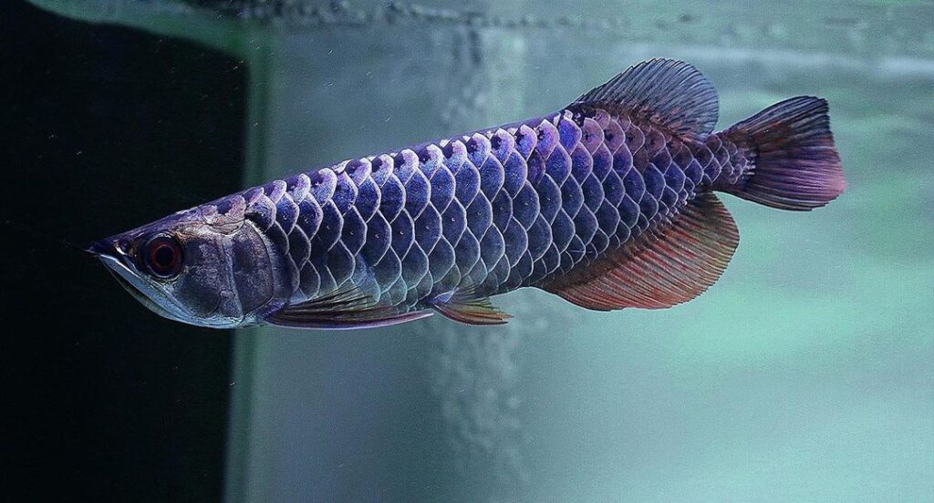 Are Arowana Fish Aggressive?