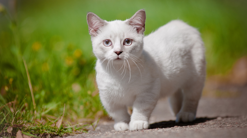 Embracing the Quirky Personalities: Munchkin Cat for Sale