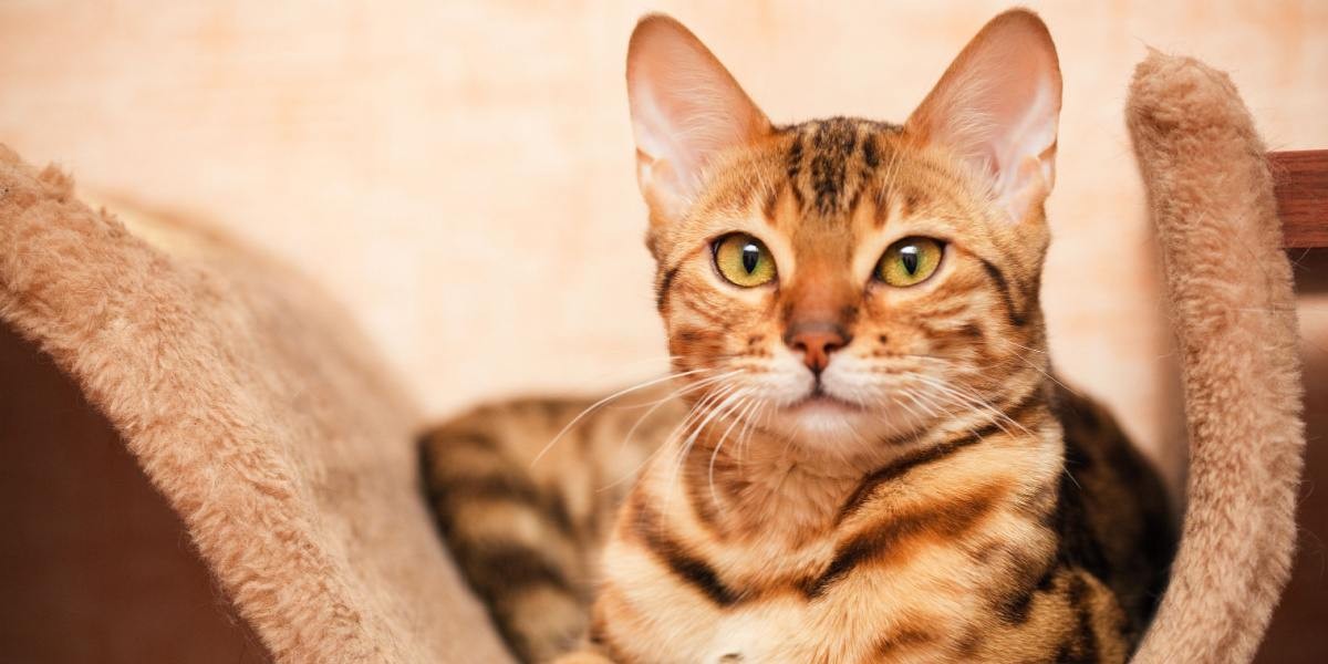 5 Motives for Bringing a Bengal Kitten Into Your House