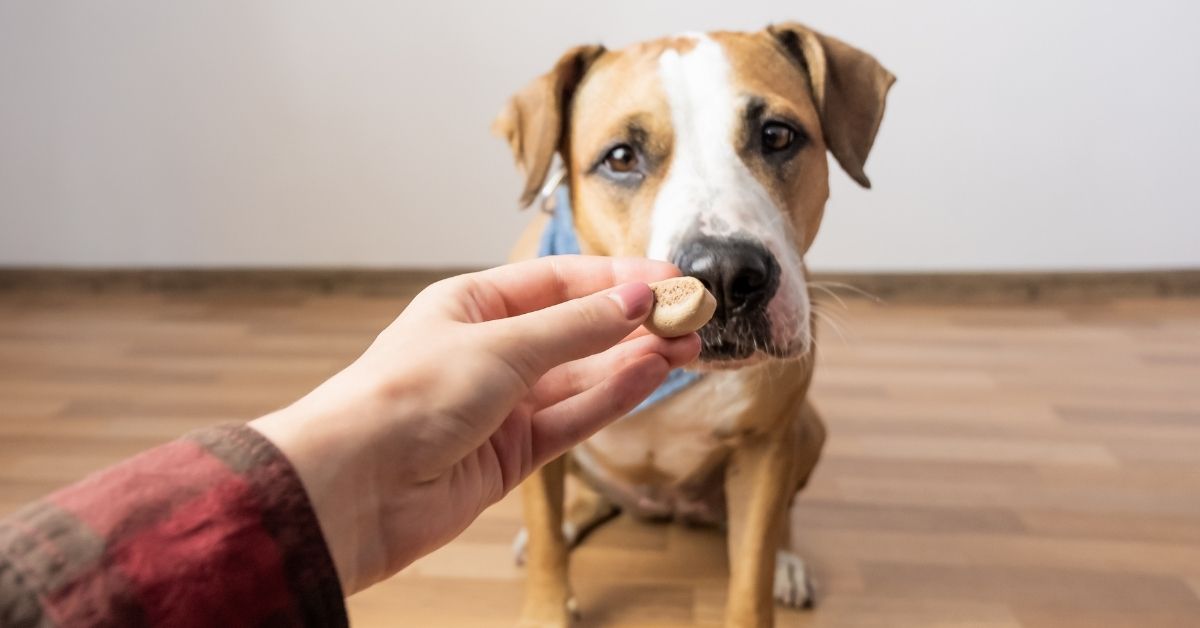Finding the Perfect Size and Shape for Dog Training Treats