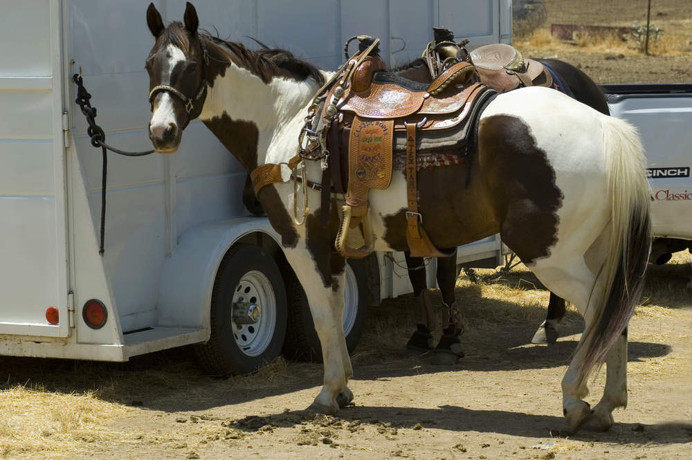 Common Mistakes to Avoid When Applying for a Horse Float Loan