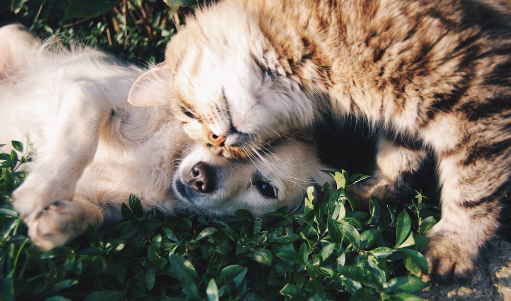Navigating Pet Ownership in South Africa: A Complete Guide