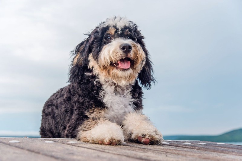Is a Bernedoodle a good house dog?