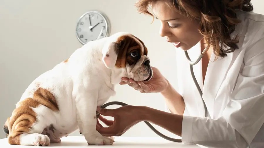 When Should You Take Your Pet to See a Vet?