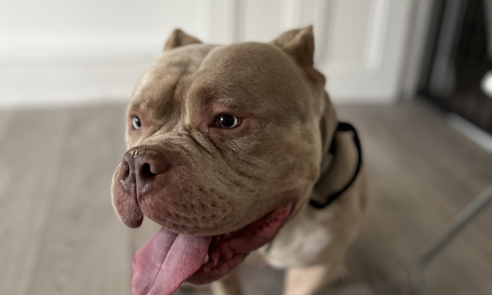 What is a Micro Bully and Where to Get One for Sale