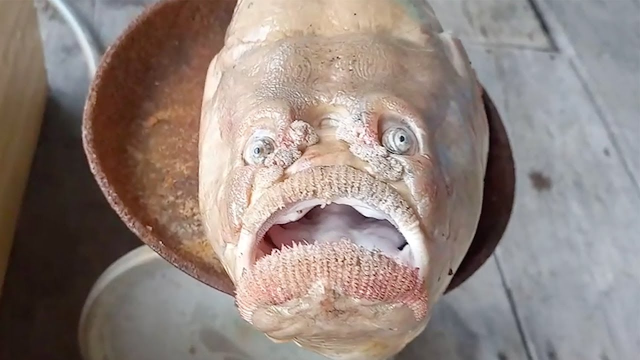 Ugly Fish With Big lips