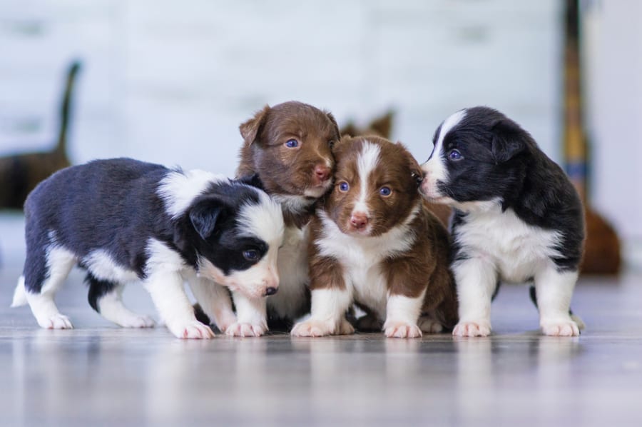 Why Choosing the Right Breeder Matters When Looking for Puppies for Sale