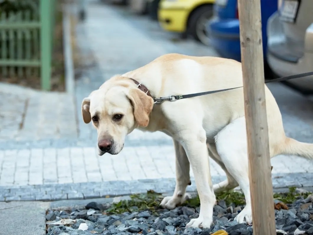 Poop Schedule Savvy: Why Knowing Your Dog’s Elimination Habits Matters