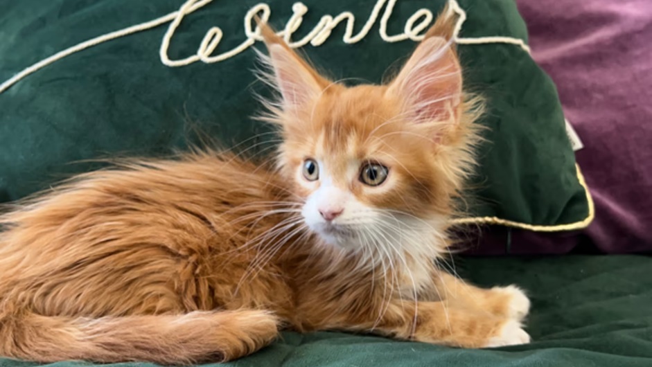 Maine Coon Lifespan: How Many Years Do They Typically Live?