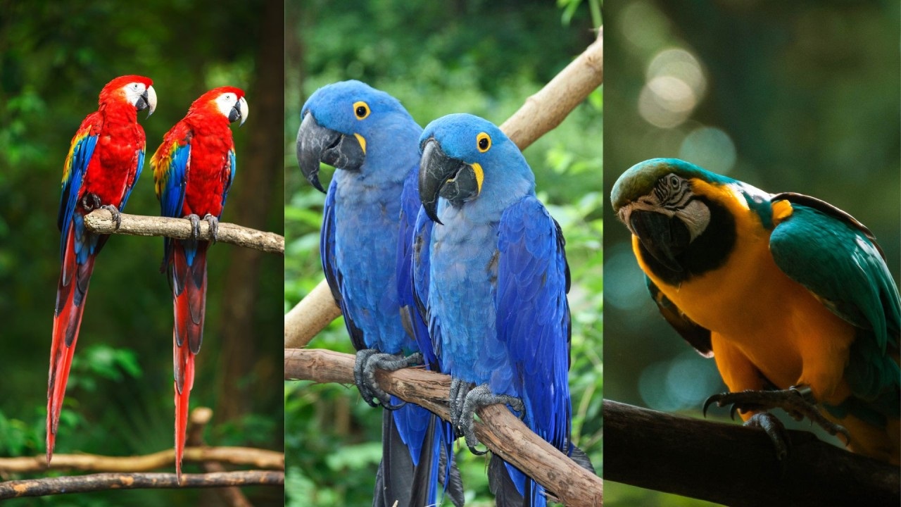 All Types of Macaw Species & Where to Get Them for Sale