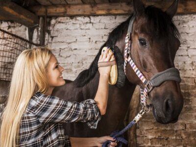 Take Care Advice From The Best Horse Health Experts In The UK