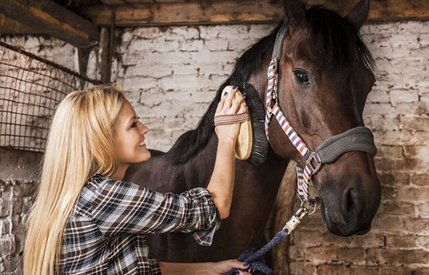 Take Care Advice From The Best Horse Health Experts In The UK