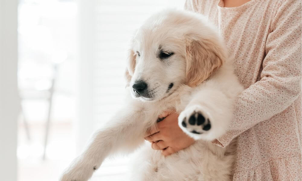 puppy proof