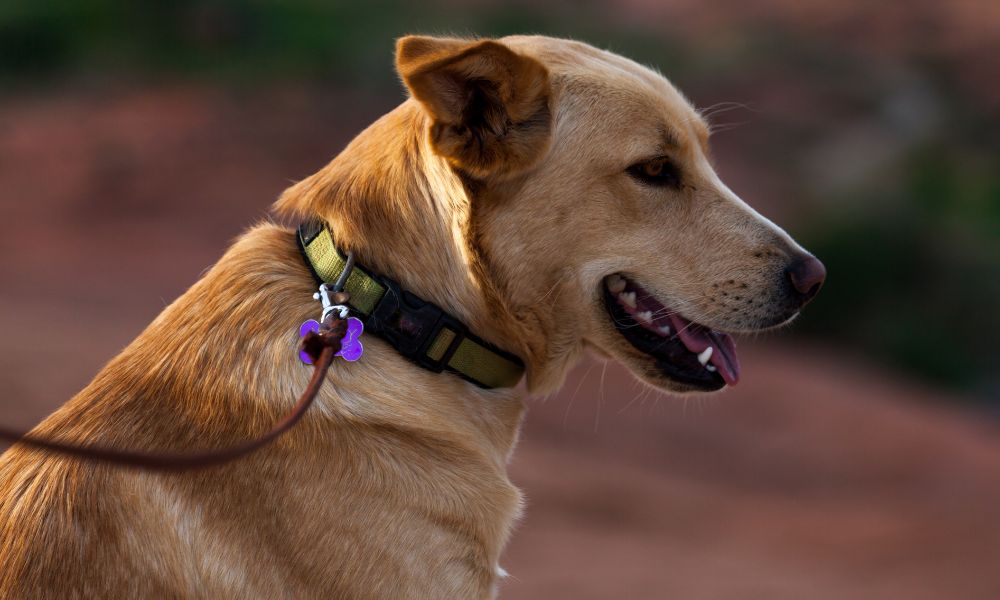 Pamper Your Pet with Elegant Designer Dog Collars and Leashes