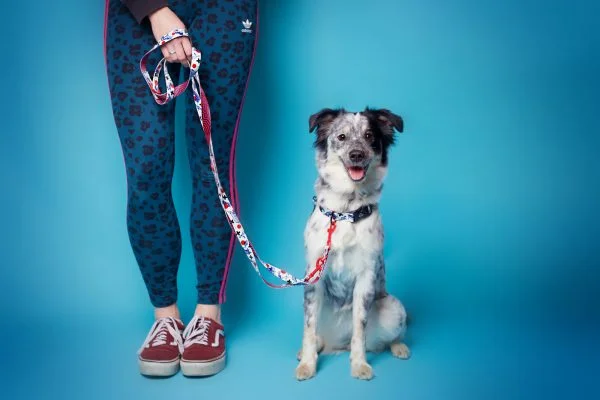 Elegant Designer Dog Leashes 