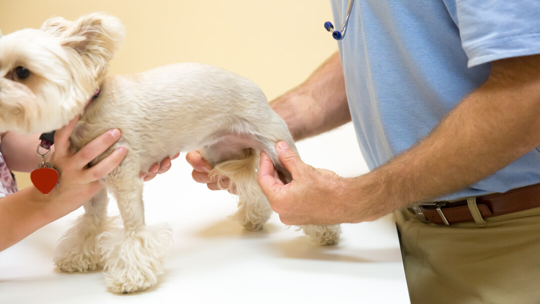 Luxating Patella in Dogs: Symptoms, Treatment Options & Prognosis
