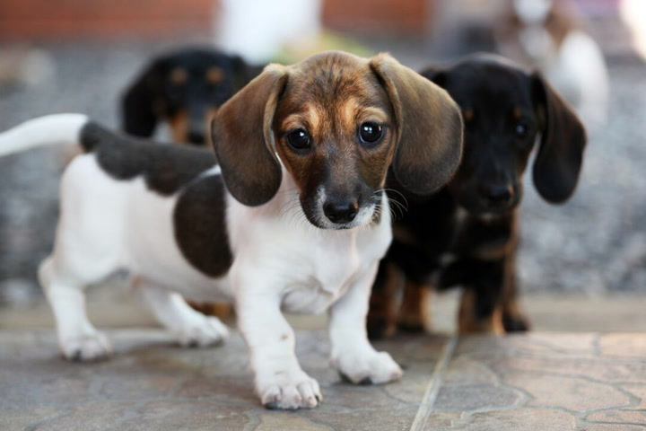 Cool Dog Names With Meanings: Name Suggestions For Small Dogs