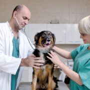 Vet Hospitals