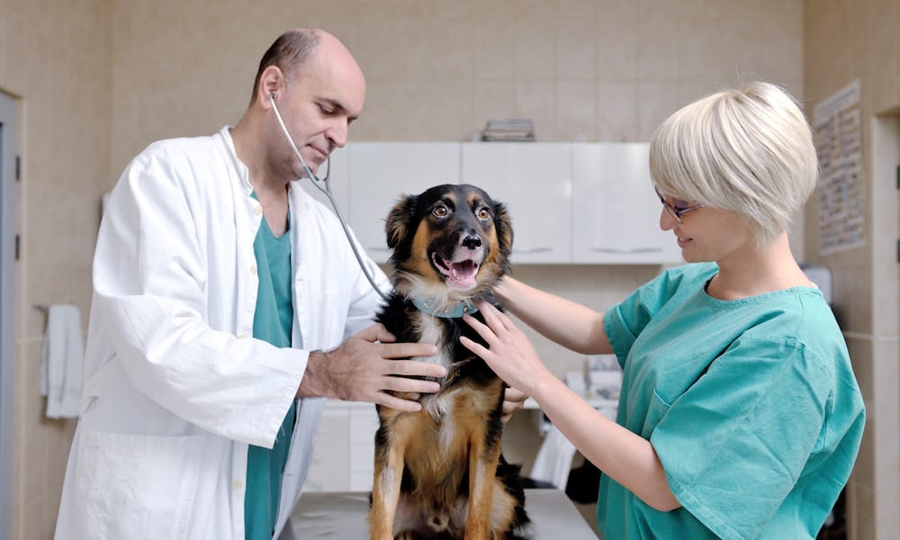 Vet Hospitals