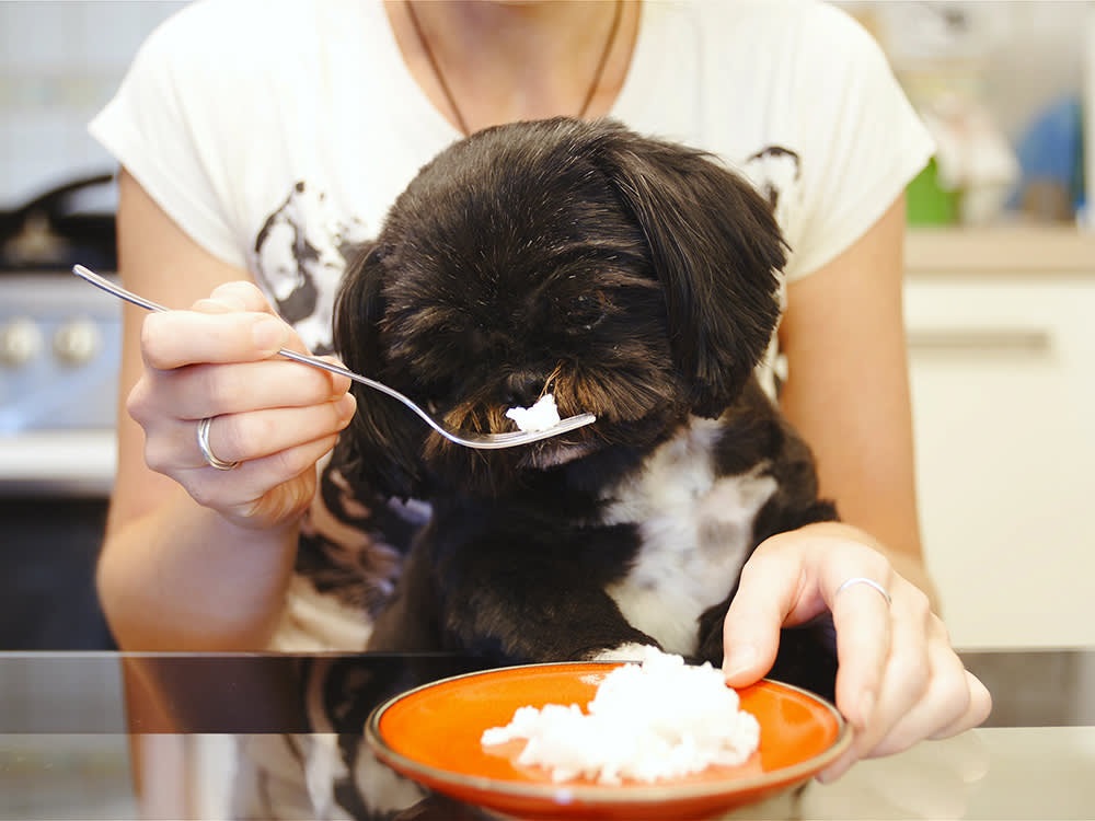 Dogs Diarrhoea and Signs to Check and Types