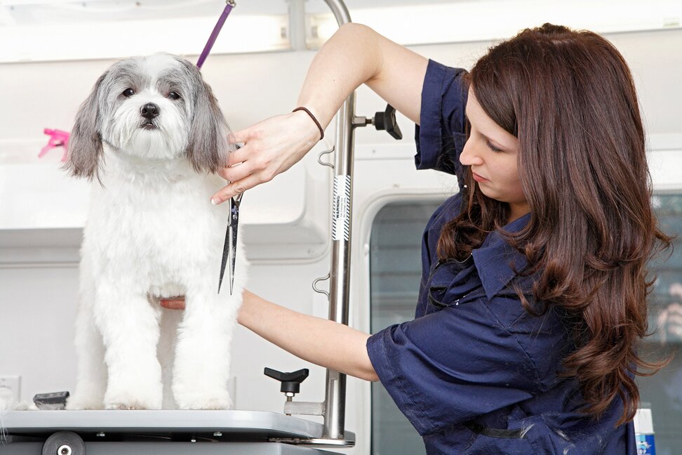 How Mobile Pet Grooming Keeps Your Home Clean and Fur-Free