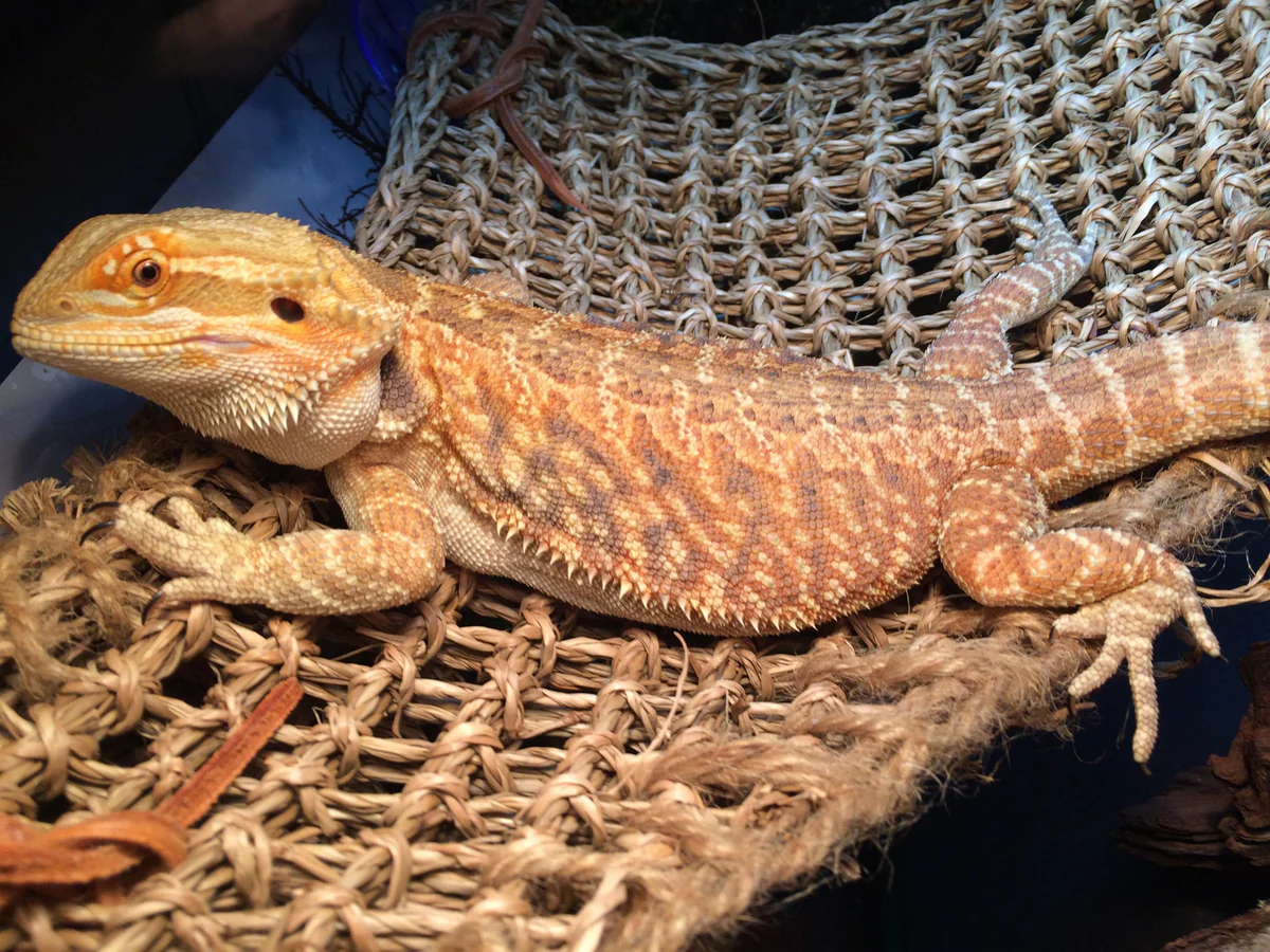 Why Nail Care Matters: Maintaining the Happy and Healthy Bearded Dragon