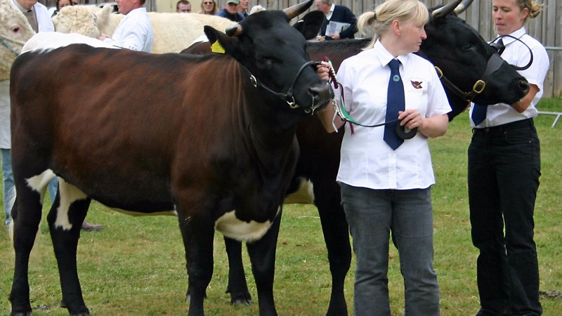 Choosing the Right Breed for Livestock Shows: What Judges Look For