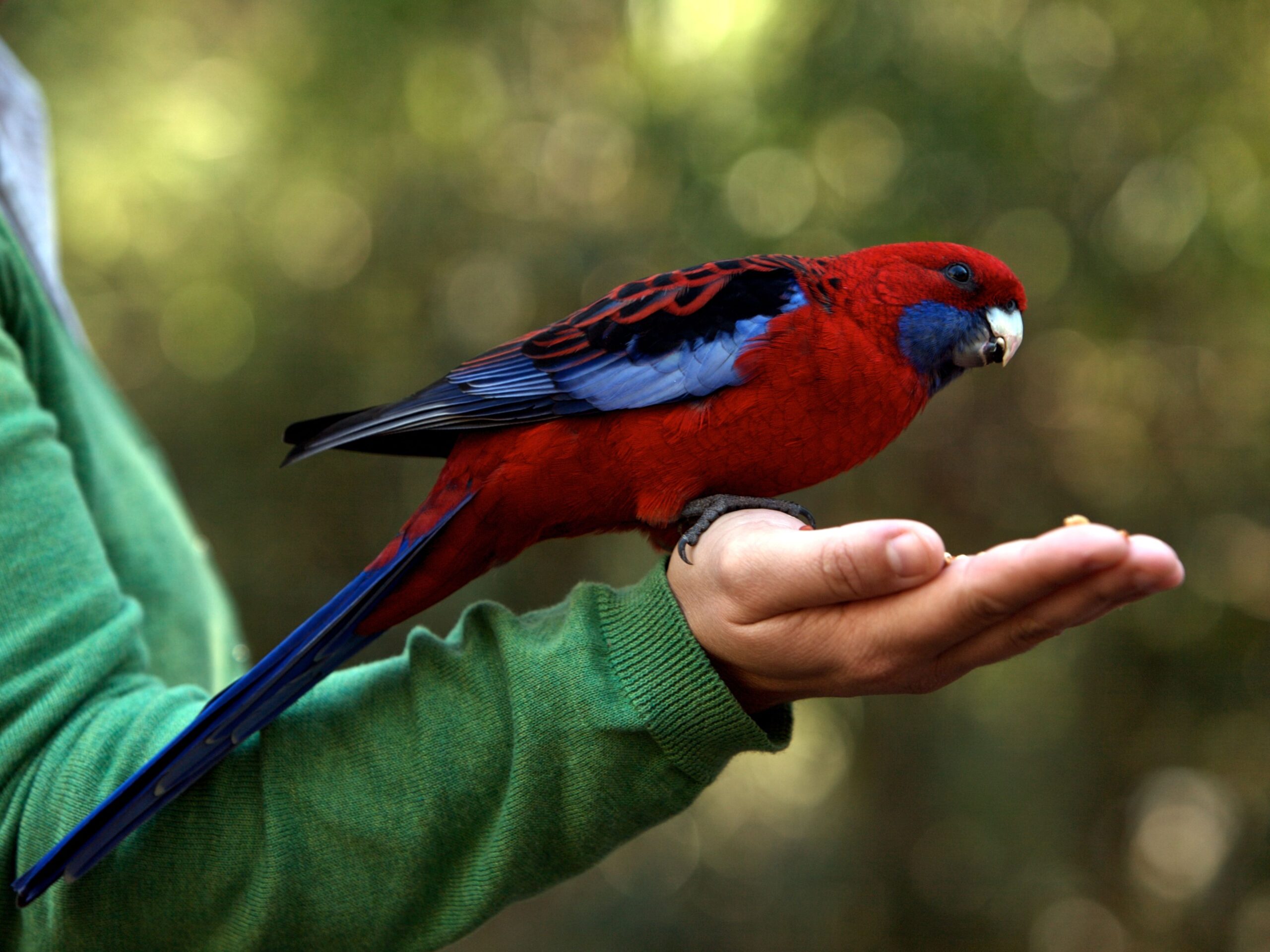 How to Choose Perfect Talking Parrots for Sale
