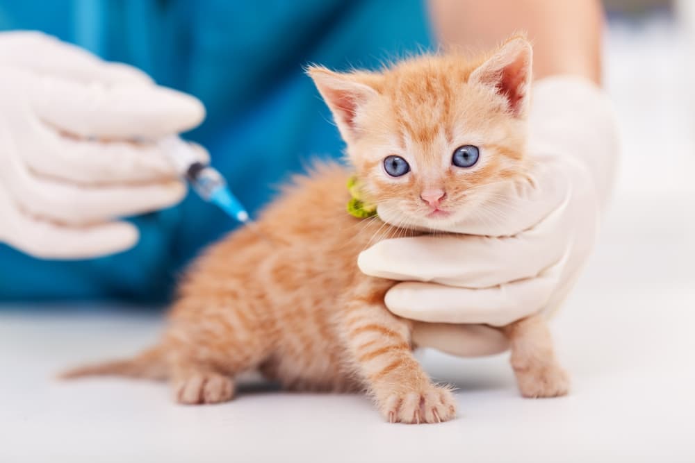 Cat Vaccination: Essential Shots Every Feline Needs for Lifelong Health