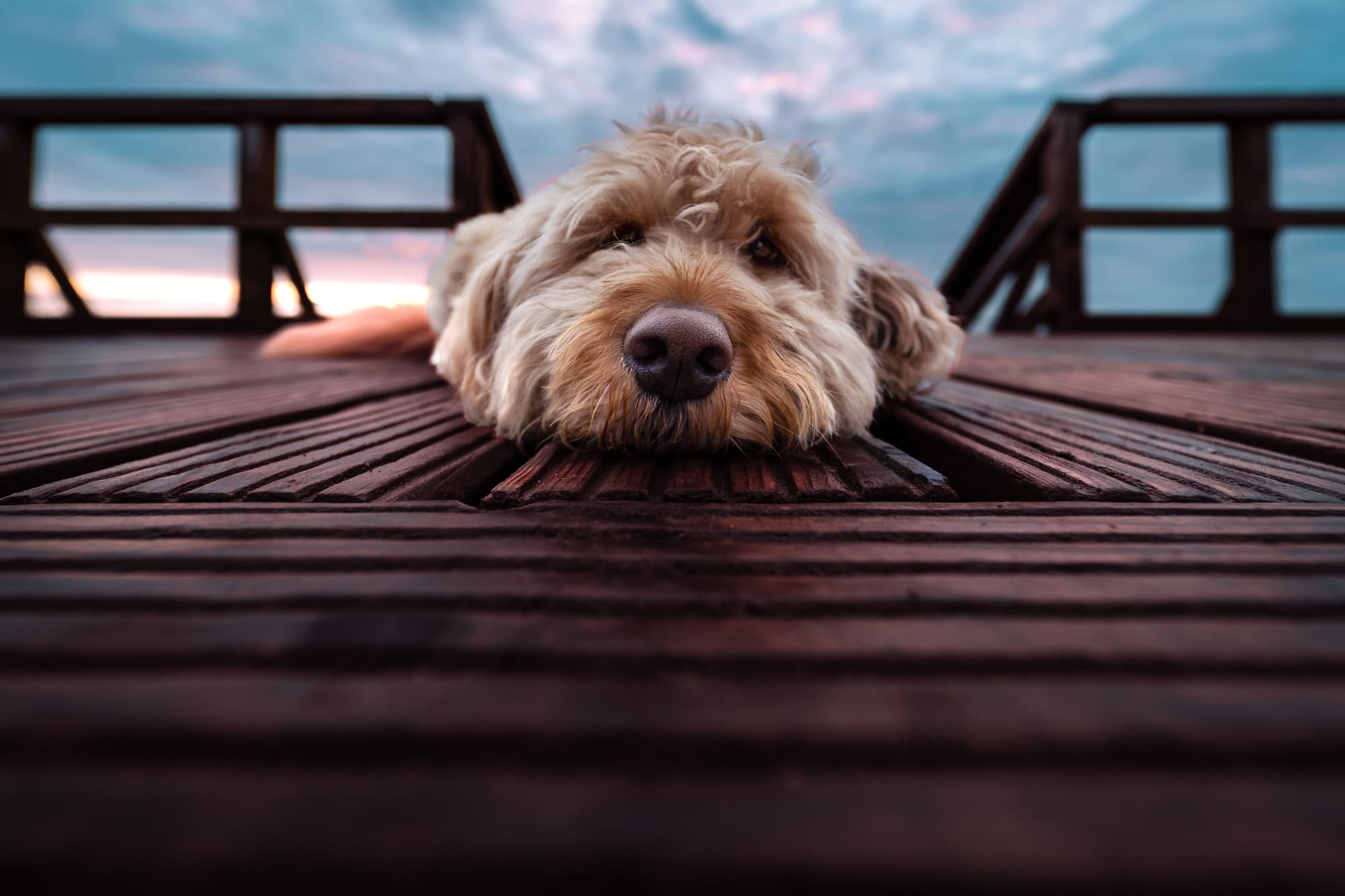 Finding Your Perfect Companion: A Comprehensive Guide to Golden Retriever and Goldendoodle Puppies and Breeders