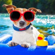 Keep Your Dog Cool and Entertained with Water Play