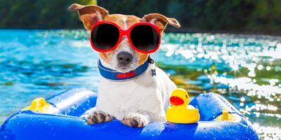 Keep Your Dog Cool and Entertained with Water Play