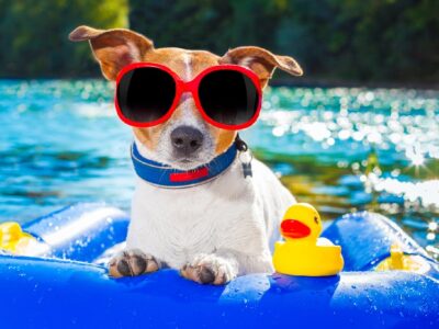 Keep Your Dog Cool and Entertained with Water Play