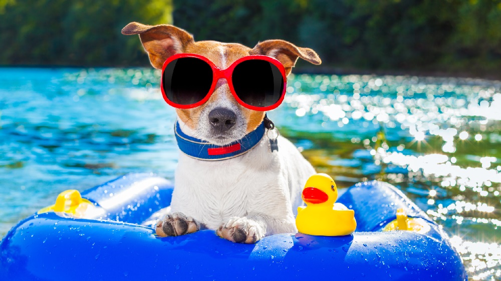 Keep Your Dog Cool and Entertained with Water Play